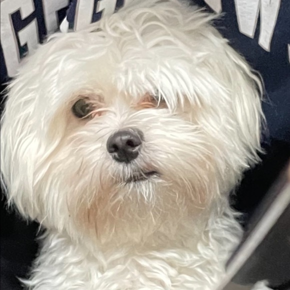 Meet your Posher, Lottie - Picture 2 of 6